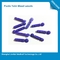 Lancetas de sangue descartáveis cirúrgicas para a glicemia que testa o material plástico